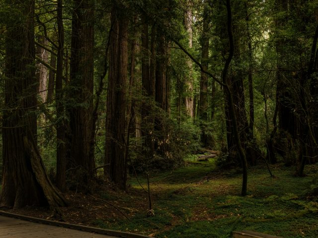El guardabosques de Aokigahara – Final